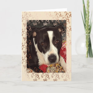 Tarjeta Manta de terrier de Staffordshire