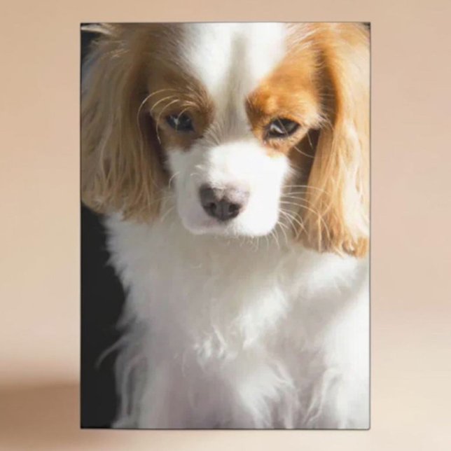 Tarjeta Manta para Amantes de Perros Cavalier King Charles (Subido por el creador)