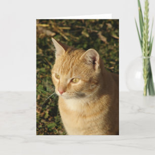 Tarjeta Mantén el gatito todas las ocasiones