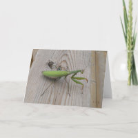 Mantis religiosa