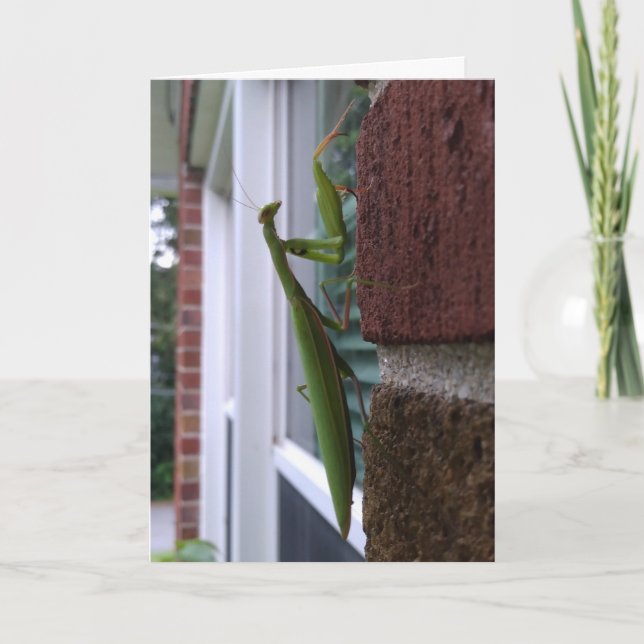 Tarjeta Mantis religiosa en pared de ladrillo (Anverso)