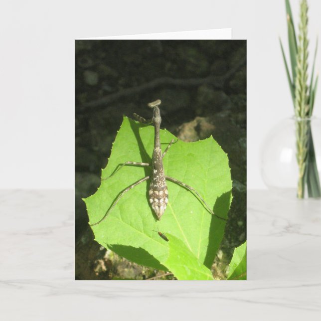 Tarjeta Mantis religiosa Notecard (Anverso)