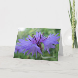 Tarjeta Mapa de saludo azul Kornbluenblüte, en blanco