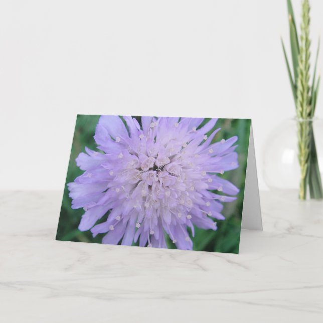 Tarjeta Mapa de saludo Scabiosablüte, moldeable en blanco (Anverso)