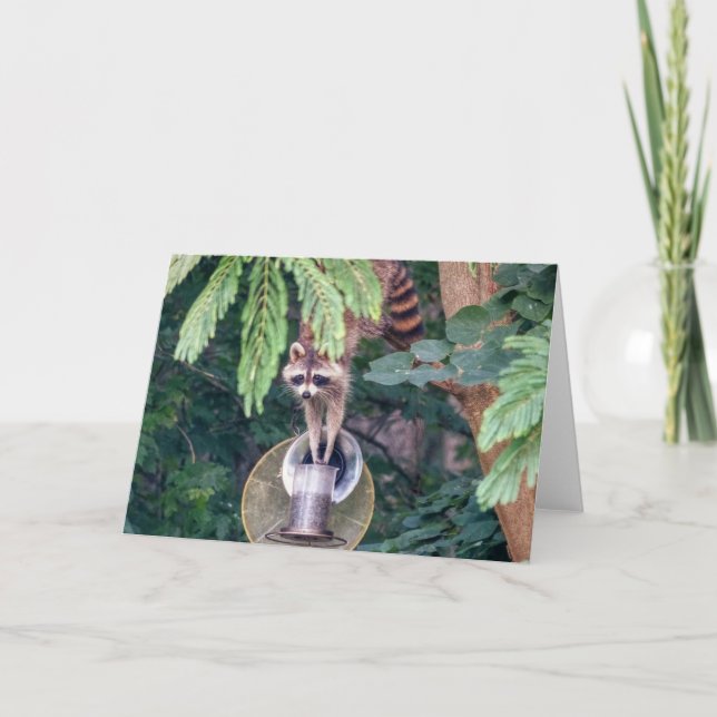 Tarjeta Mapache saqueando el comedero de pájaros (Anverso)
