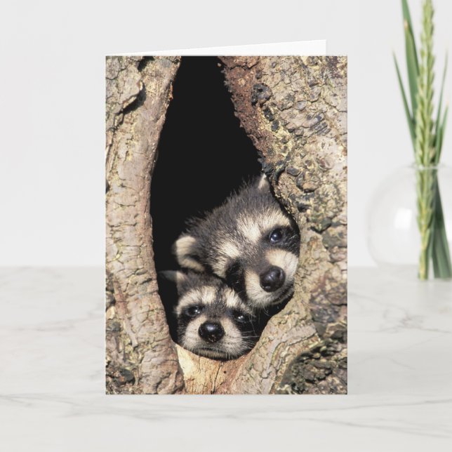 Tarjeta Mapaches bebés en cavidad de árbol Procyon (Anverso)