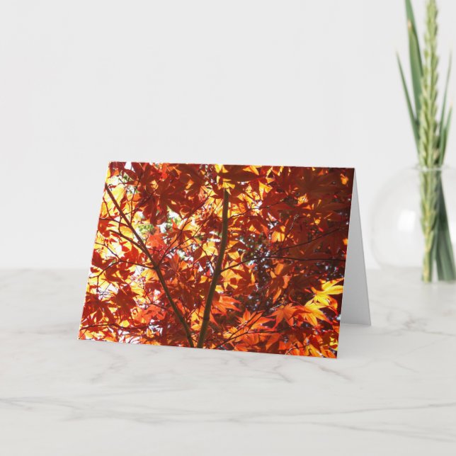 Tarjeta Maple japonés al sol (Anverso)