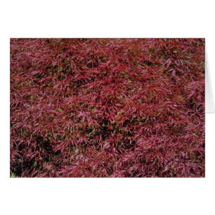 Tarjeta Maple Japonesa