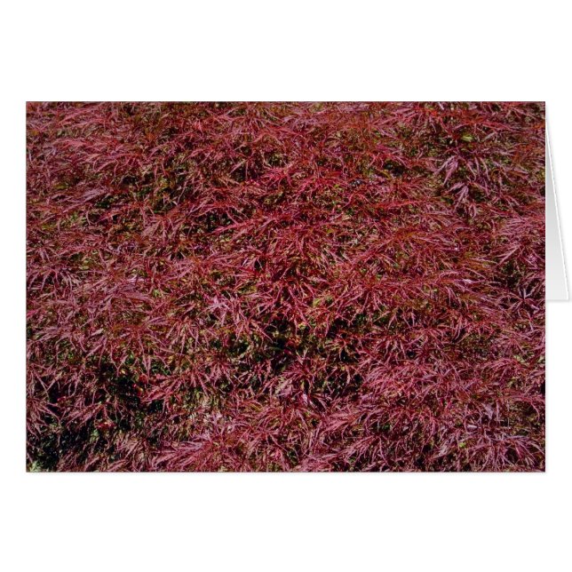 Tarjeta Maple Japonesa (Anverso (Horizontal))