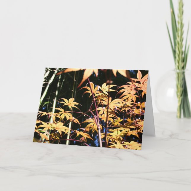 Tarjeta Maples japoneses 5 Fotografía floral HGC (Anverso)
