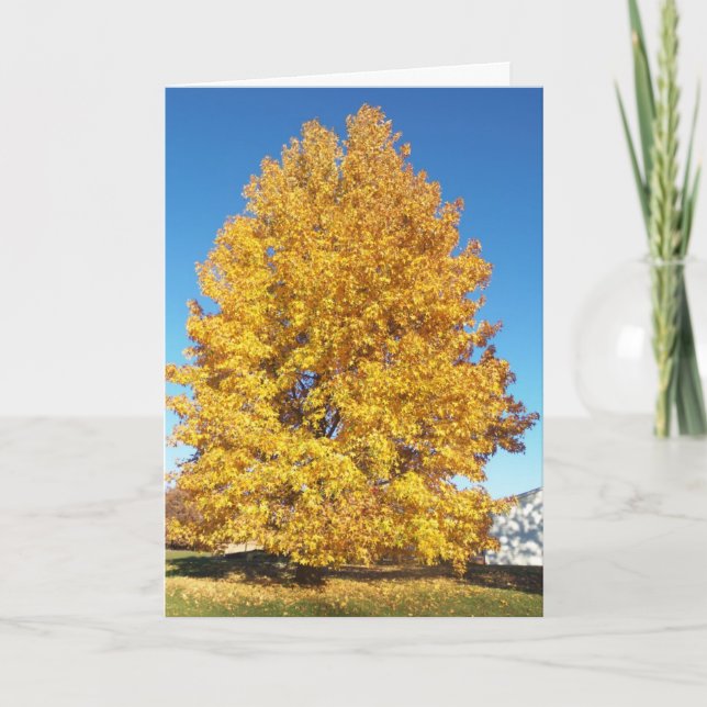 Tarjeta Maravilla de la creación/otoño (Anverso)