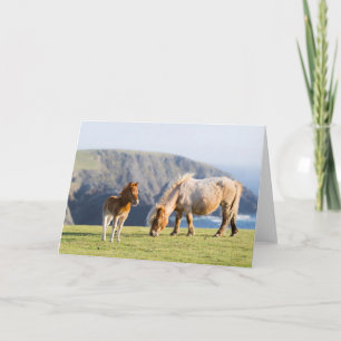 Tarjeta Mare with Foal, islas Shetland, Escocia