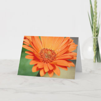 Tarjeta Margarita anaranjada del Gerbera