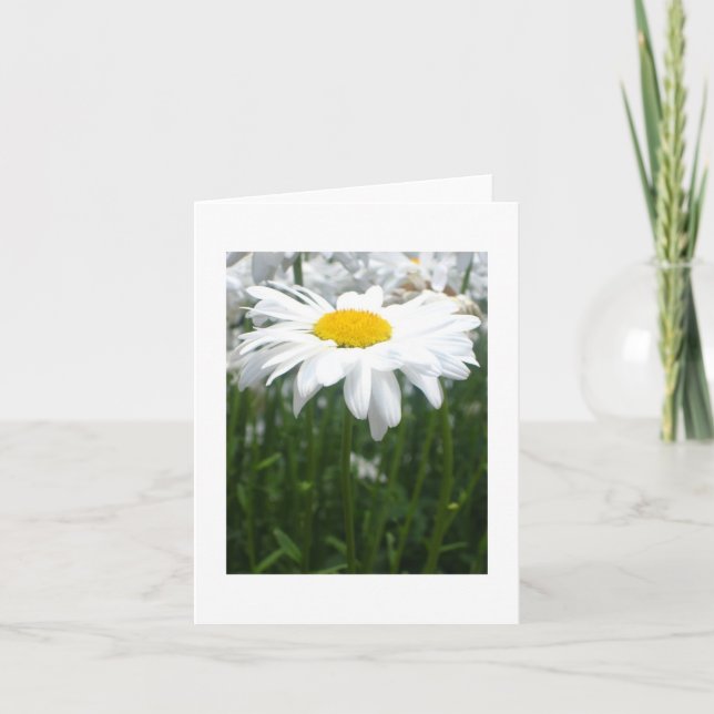 Tarjeta Margarita de la primavera (Anverso)