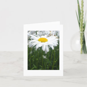 Tarjeta Margarita de la primavera
