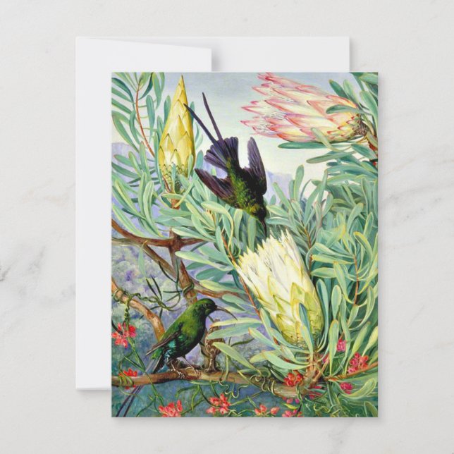 Tarjeta Marianne North - Flores de miel y lúpulos de miel (Anverso)