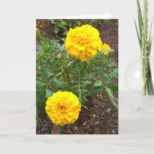 Tarjeta Marigold (Anverso)
