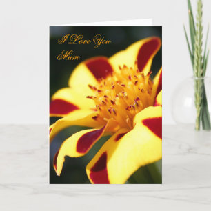 Tarjeta Marigold del Día de la Madre Jolly Jester