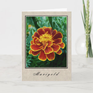 Tarjeta Marigold - Serie Floral