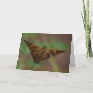 Tarjeta Mariposa