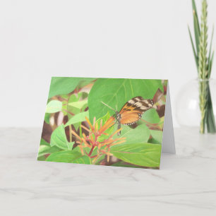 Tarjeta Mariposa