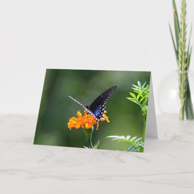 Tarjeta Mariposa (Anverso)