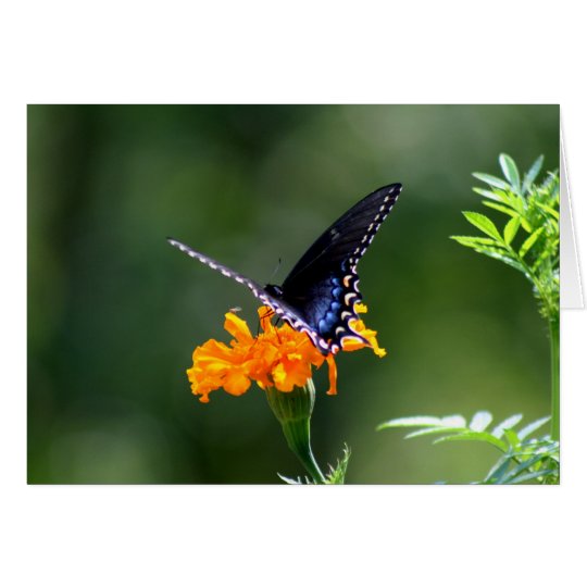 Tarjeta Mariposa