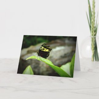 Tarjeta Mariposa