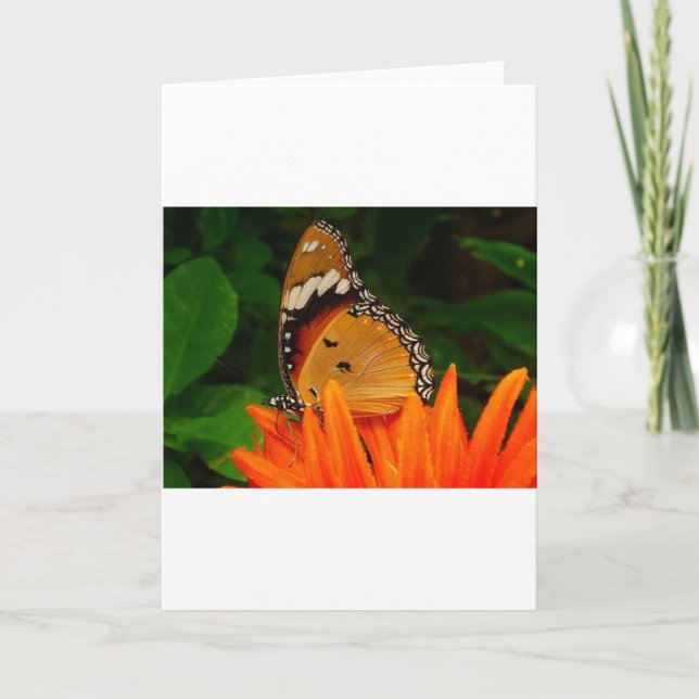 Tarjeta Mariposa (Anverso)