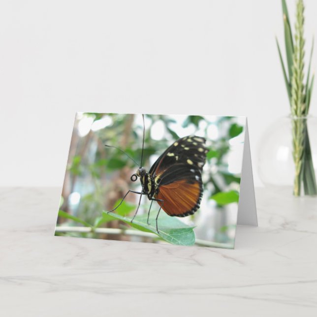 Tarjeta Mariposa #1 (Anverso)