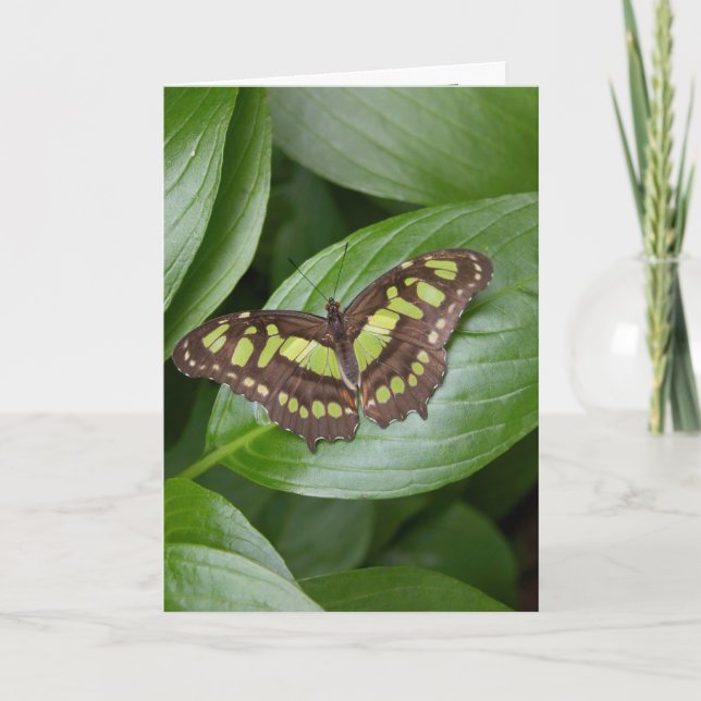 Tarjeta Mariposa 2 de Olbrich (Anverso)