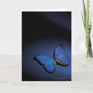 Tarjeta Mariposa azul