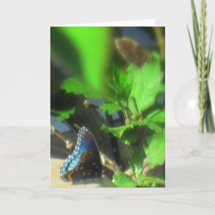 Tarjeta Mariposa azul