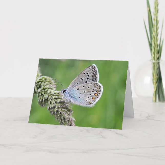Tarjeta Mariposa Azul Común en Hierba (Anverso)