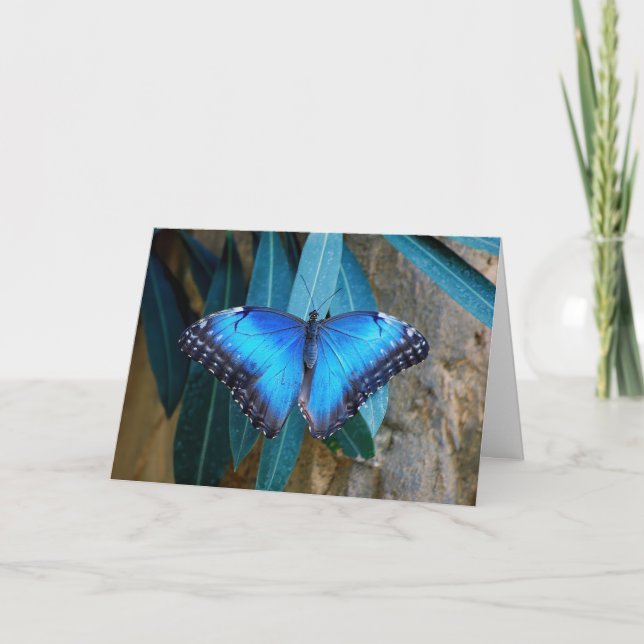 Tarjeta Mariposa Azul Común Morpho (Anverso)