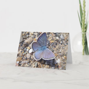 Tarjeta Mariposa azul del mapa de saludo: Bläuling, en bla