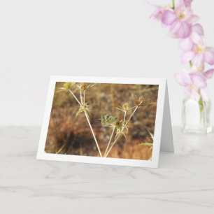 Tarjeta Mariposa blanca de baño, Pontia Daplidice