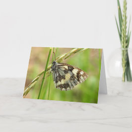 Tarjeta Mariposa blanca desangrada en la hierba