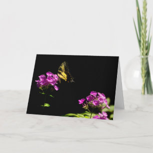 Tarjeta Mariposa de cola cruda tigre en Phlox en verano