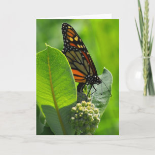 Tarjeta Mariposa de monarca