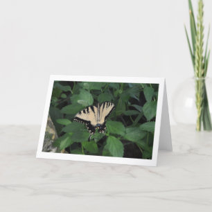 Tarjeta Mariposa del patio trasero