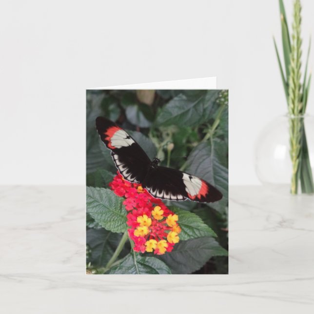 Tarjeta Mariposa dominante Notecard del piano (Anverso)