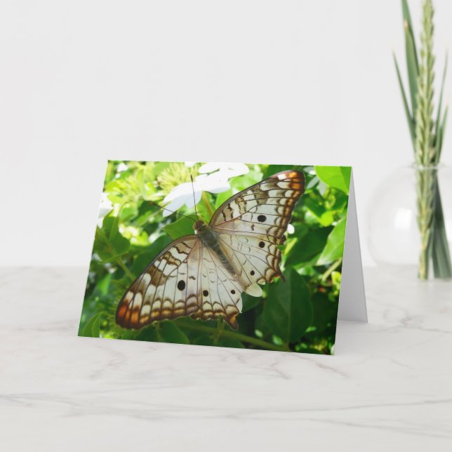Tarjeta Mariposa en la fotografía de la naturaleza tropica (Anverso)