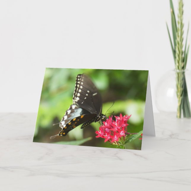 Tarjeta "Mariposa en Red Pentas".Tarjeta de felicitación (Anverso)