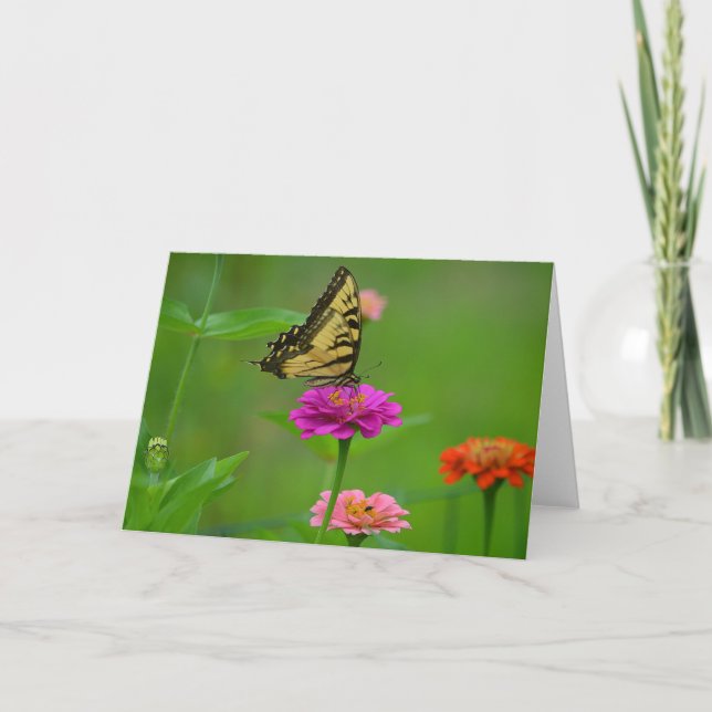 Tarjeta Mariposa En Zinnia Notecard (Anverso)