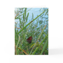 Mariposa junto al río