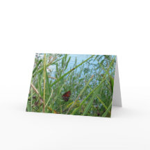 Mariposa junto al río