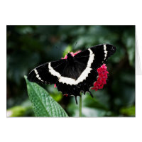 Tarjeta mariposa Lolipop