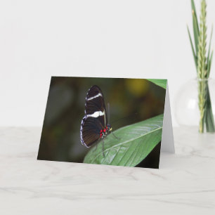 Tarjeta Mariposa marrón y blanca