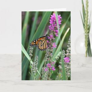 Tarjeta Mariposa monarca en flor silvestre